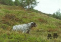 Setter Anglais PIRSO DI CROCEDOMINI Setter Anglais PIRSO DI CROCEDOMINI
